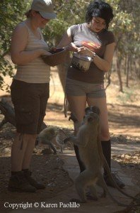 Kirsty and Hazel feeding the vervets