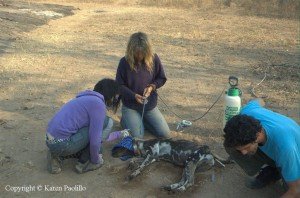 hazel-and-K-and-Rafael-spraying-dog