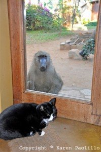 Photo 2 Spazzy baboon at back door and Harry cat