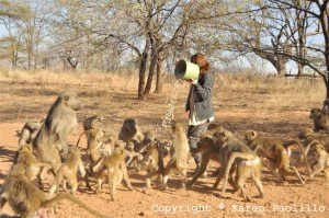 Teresa and the baboons