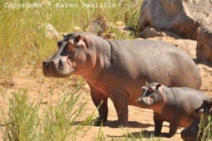 Kuchek & BonBon and Surprise lying down