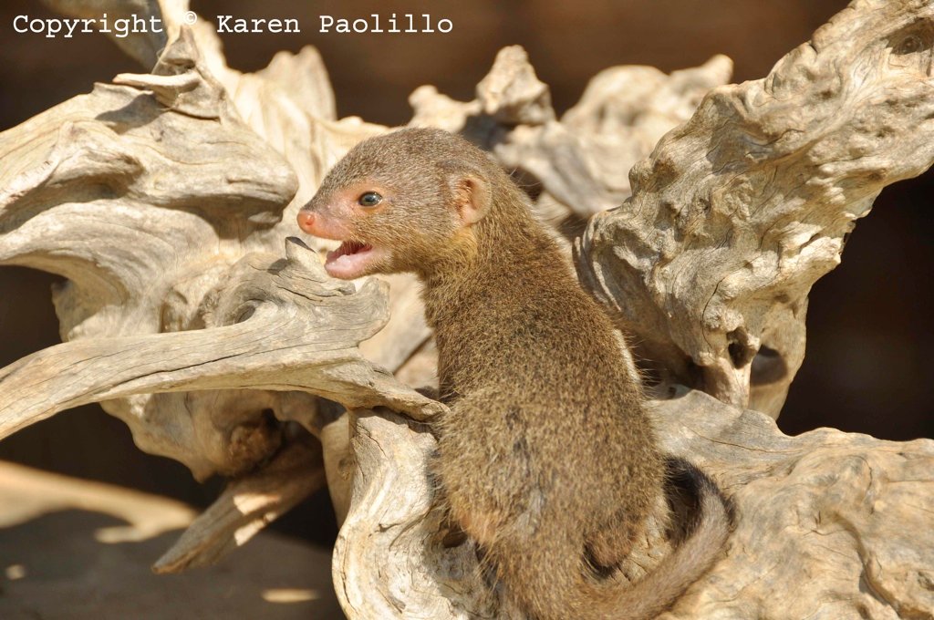 V64_squiggle_apr_2013_1024