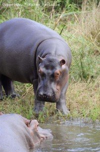 Peaches-looking-at-mother-Cheeky