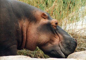 Territorial bull resting on a rock