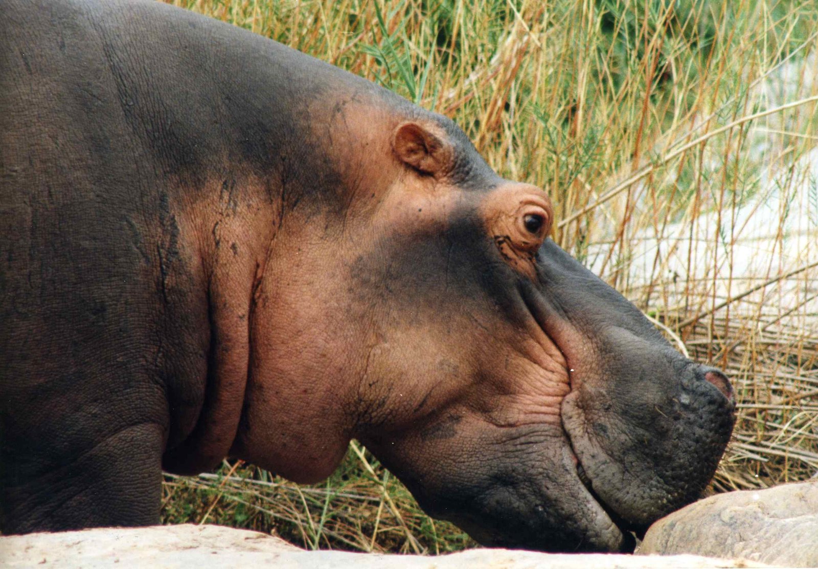 In Memory of Bob Hippo  1950’s-2003