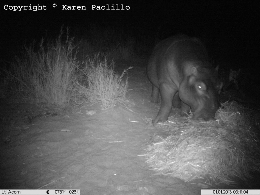 V58_tacha_smelling_1024