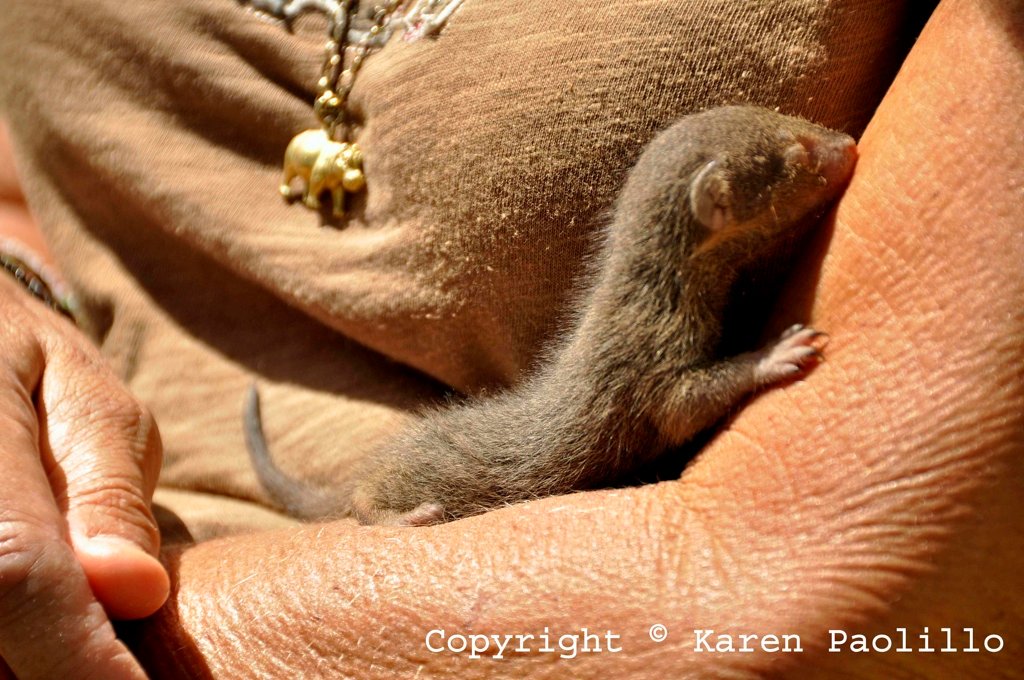 Mar. 2013 – Baby Mongoose new born