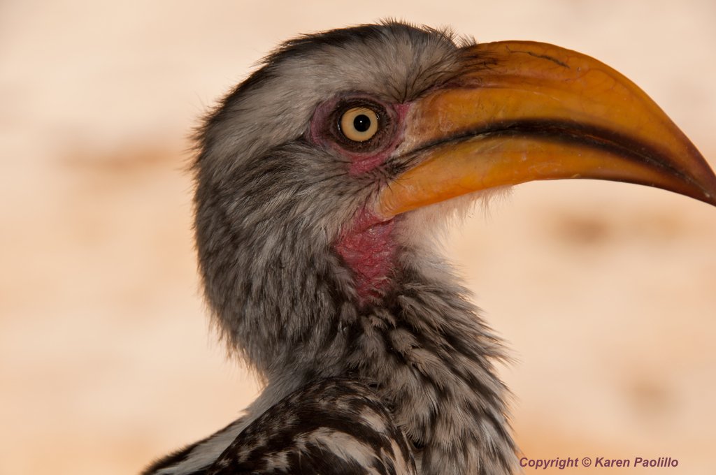 Yellow billed Hornbill