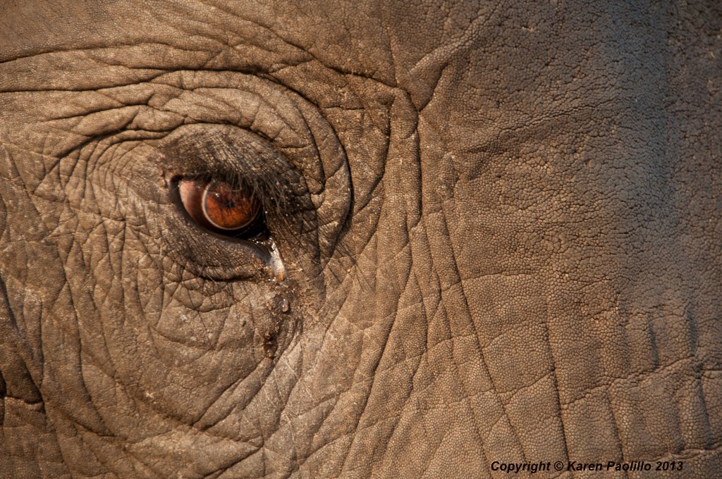 Elephant in elephant’s eye