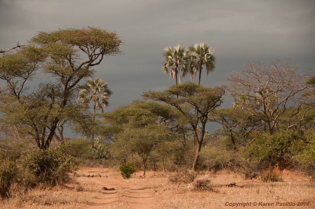 Acacia tortillis and Mlala palms