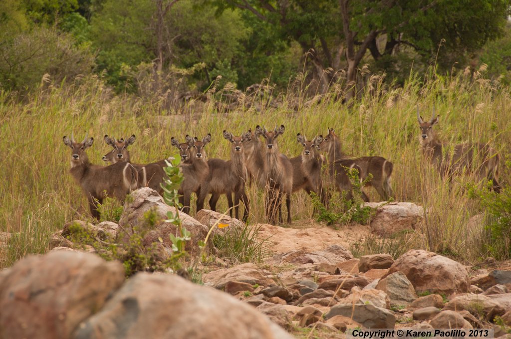 Waterbucks at Hippo Haven