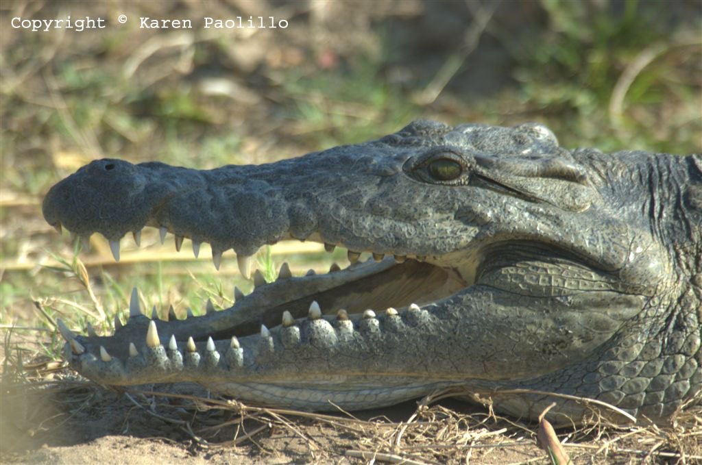 aug2011_croc_close_up_1024 Croc close up at Turgwe Trust