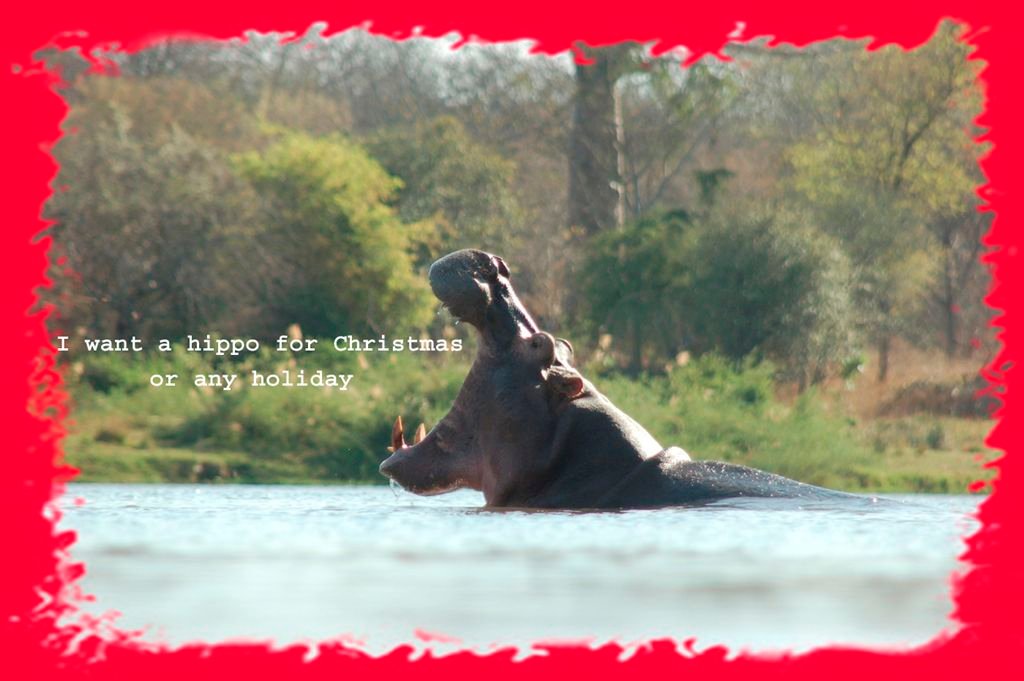 dec2010_I_want_a_hippo_for_Christmas_1024 I want a hippo for Christmas !!