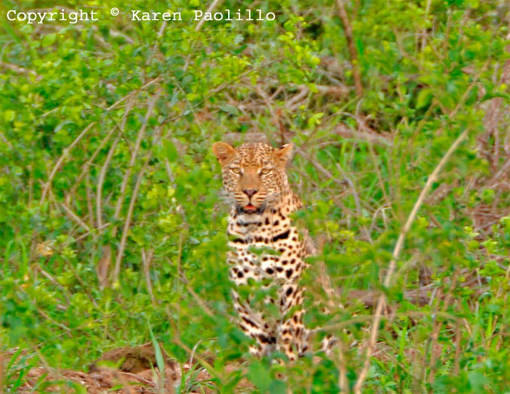 dec2011_leopard_1024 Dec 2011 - Leopard at Turgwe Trust