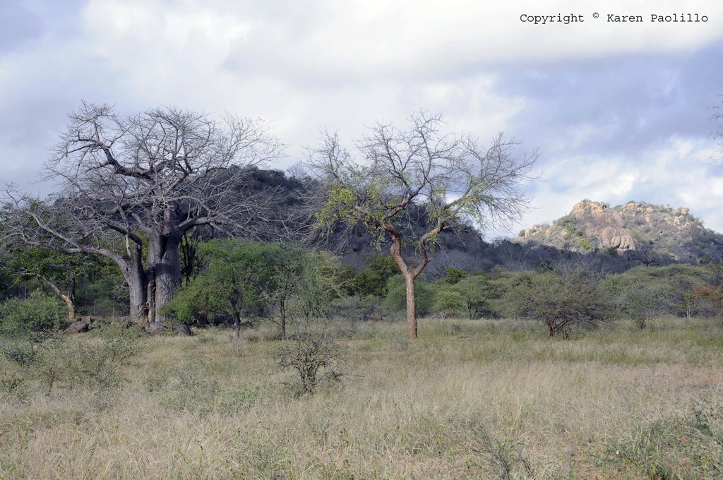 Bush around Hippo Haven