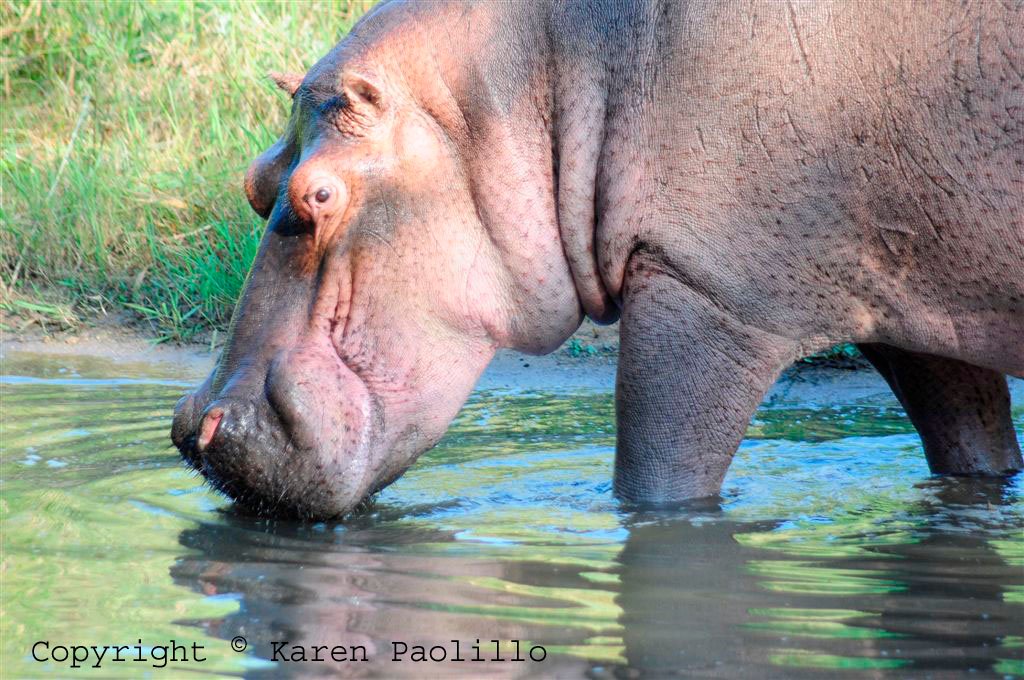 Kuchek as guest star