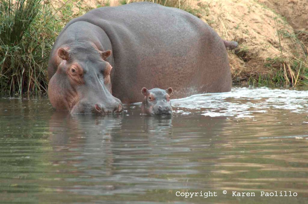 Turgwe Hippo Trust, PO Box 322, Chiredzi, Zimbabwehippohaven@bsatt.com