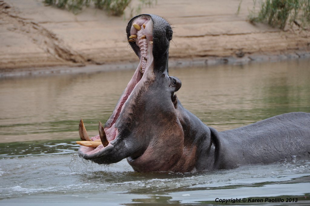 Hippo gaping