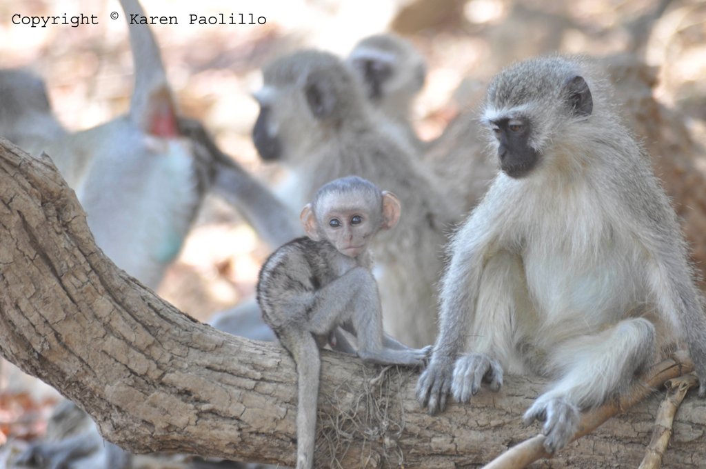 jan2011_baby_vervet_1024 Vervets and the baby