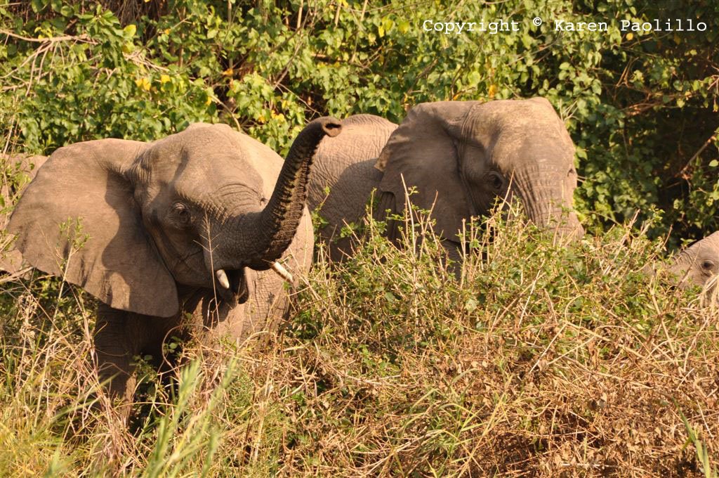 Heard of elephants visit the Trust
