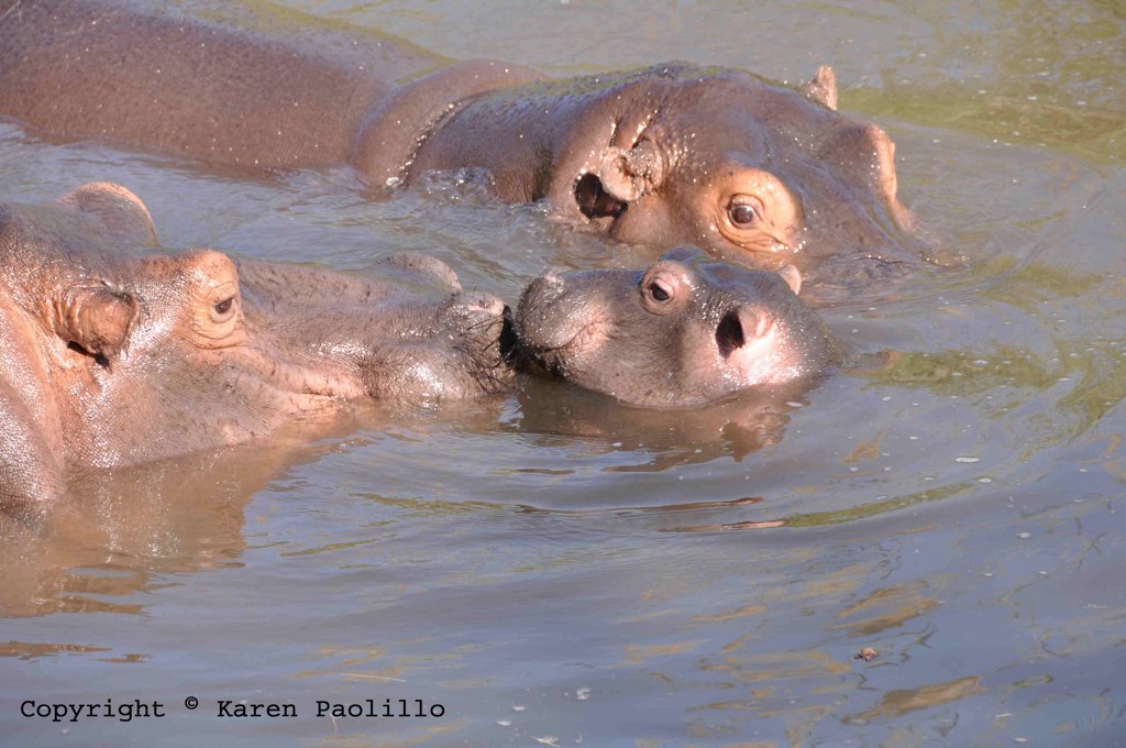 Bonbon, new calf on the block