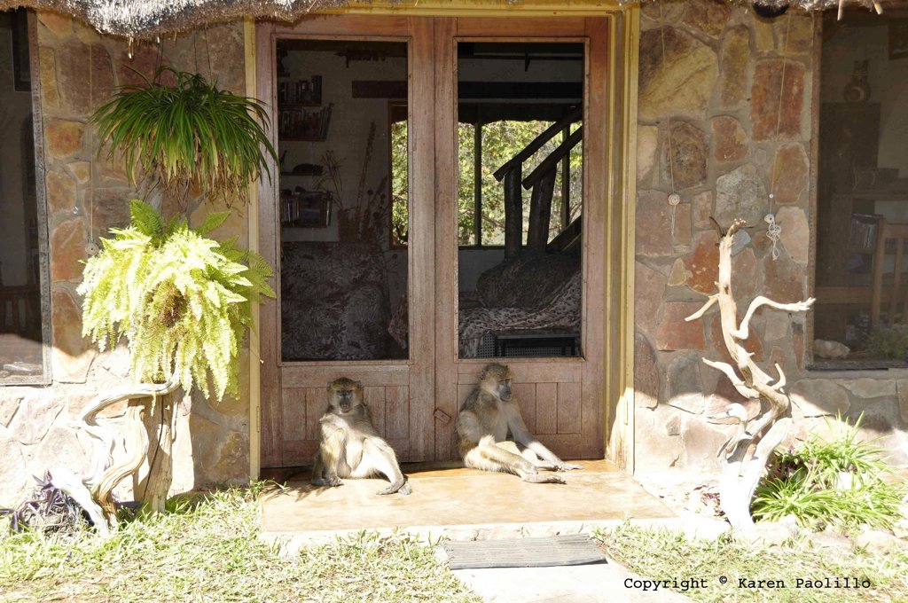 Chacma baboons like bookends