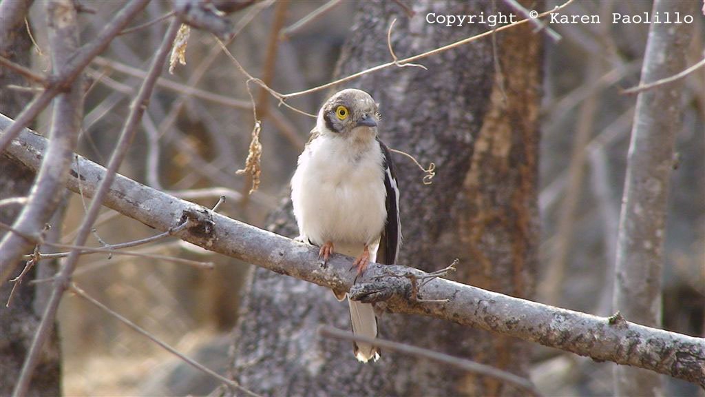 nov2011_white_helmet_shrike_1024 Nov 2011 - African birds