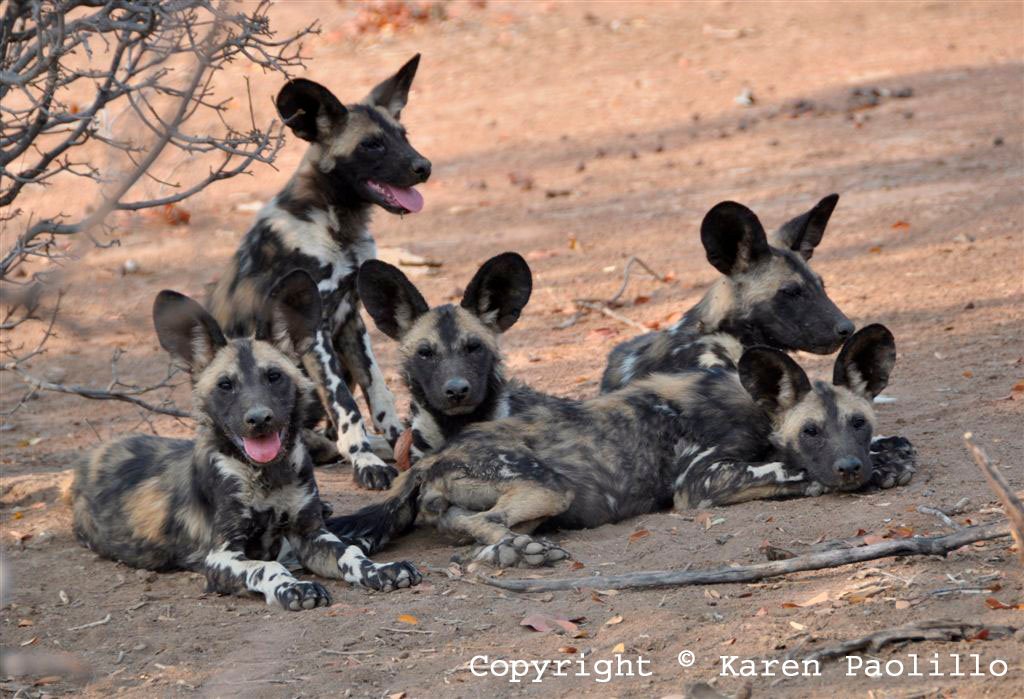Oct. 2011 – Painted Wild Dogs