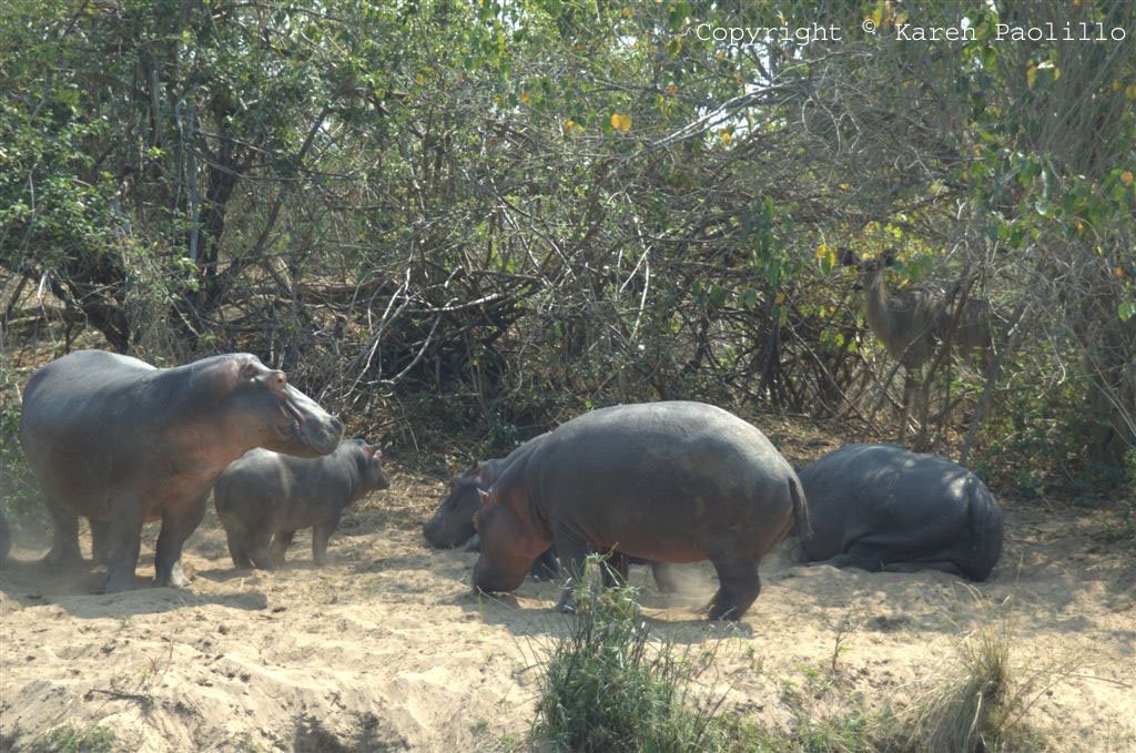 sept2010_kudu_and_hippos_1024 Hippos on the bench