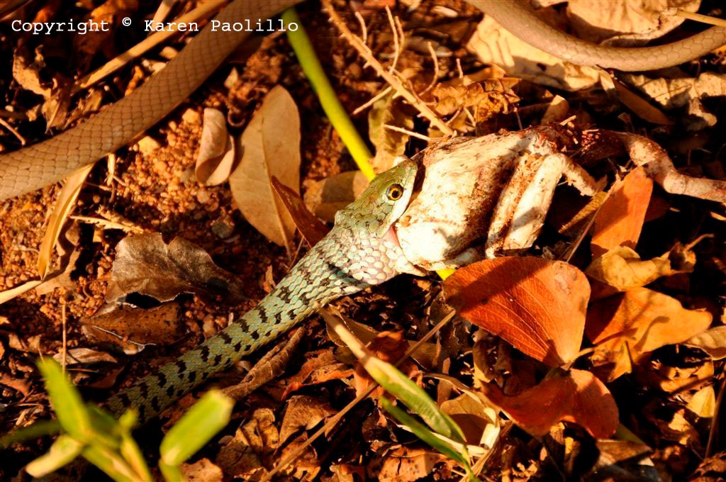Sep. 2011 – Snakes in the bush who visited our home