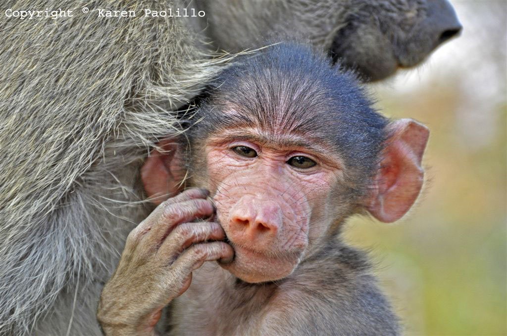 Chacma baboon baby thinking