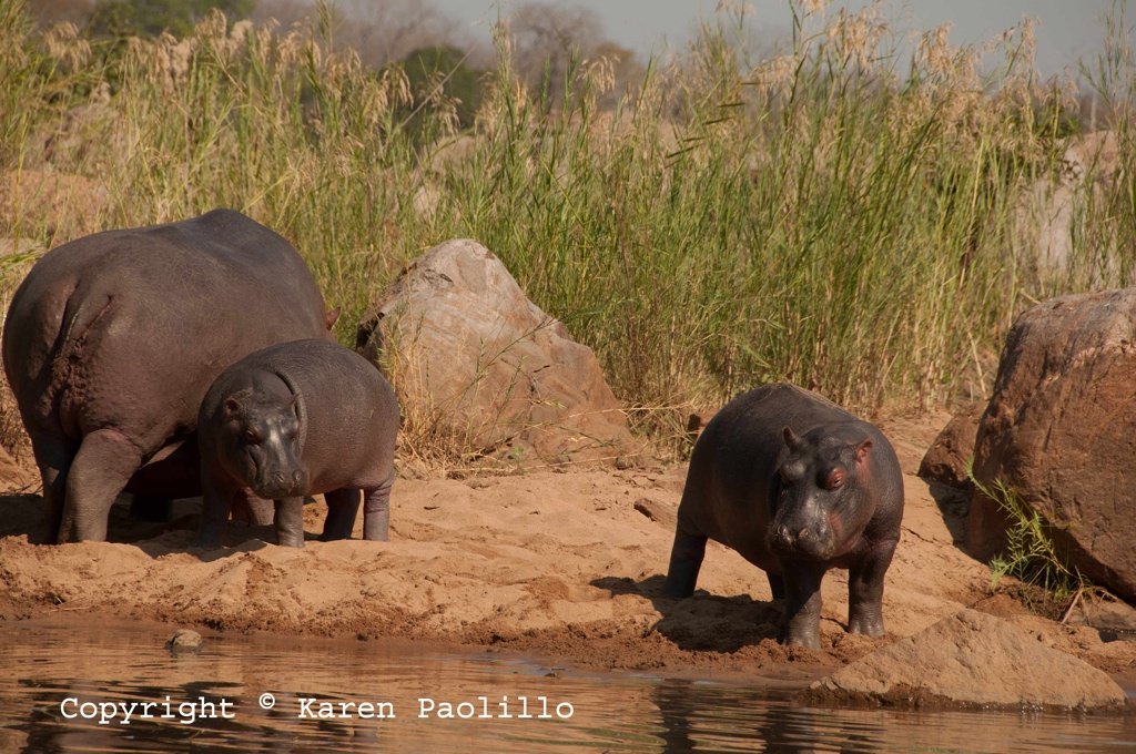 May 2012 – Hippos out of water, on land