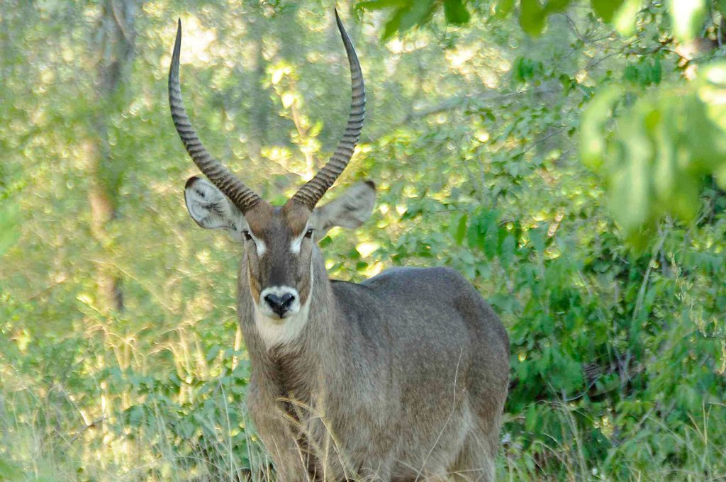 June 2012 – Walk in the bush