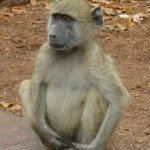 "Innocent" baby Terry