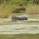 Relief aware of me and dung scattering