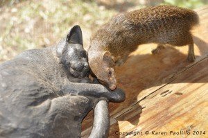 Squiggle six months old