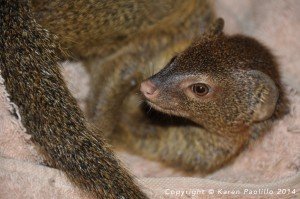 Squiggle_11_months_old