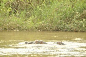 This calf needs a name !