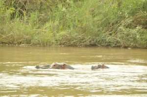 Calf with mother or sister ?
