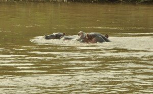 hippo calf with mother Relief 