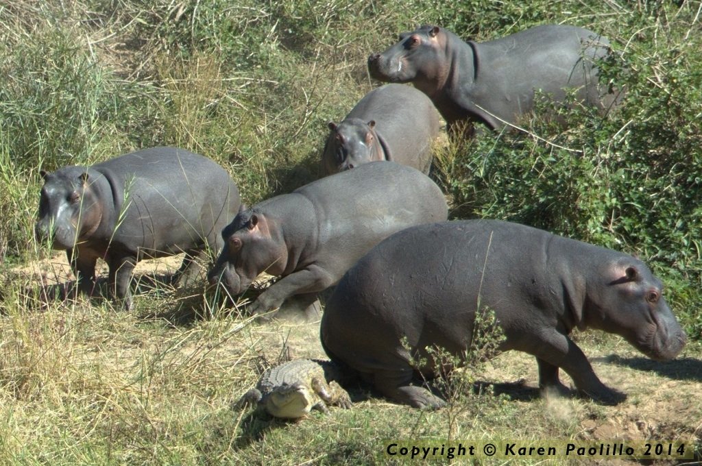 Tough time for a croc !