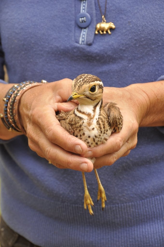Threebanded courser Threebanded courser bird