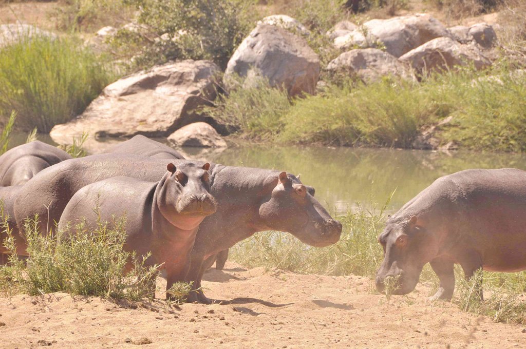 V083 Hippos before Summer Hippos before Summer