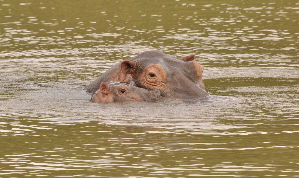 Tacha and baby hippo Tacha and baby hippo