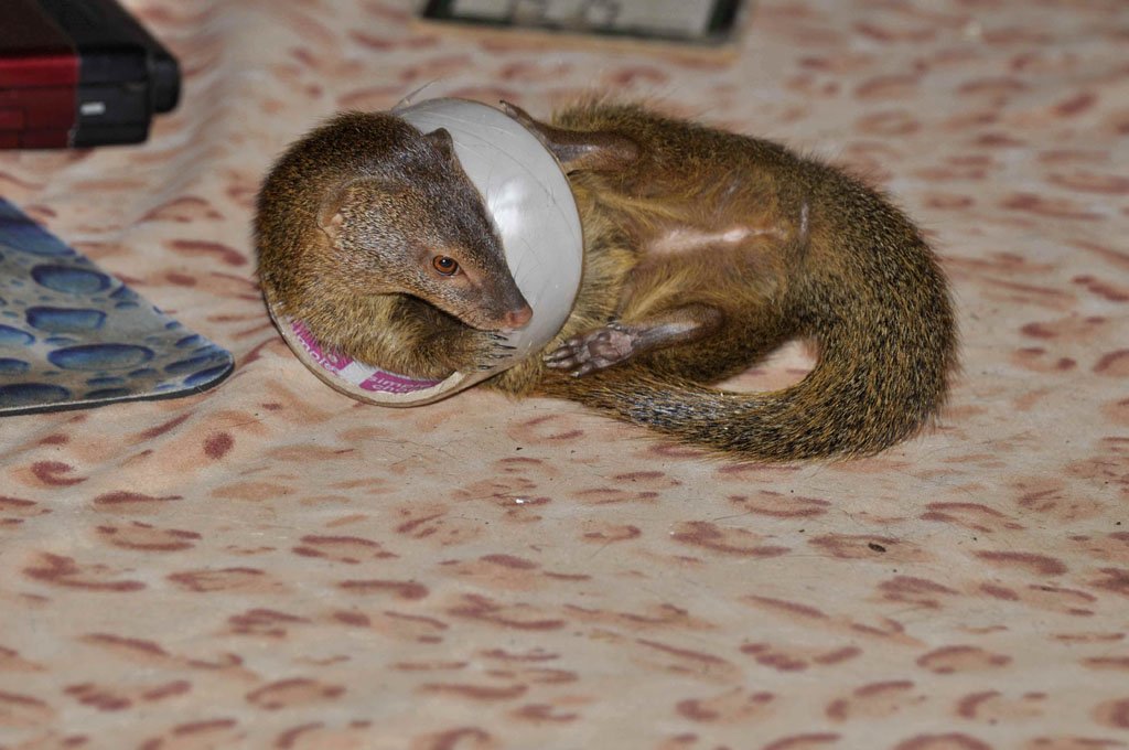 V088 Squiggle Squiggle the Slender Mongoose