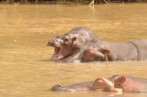 Again, gaping with mum and dad