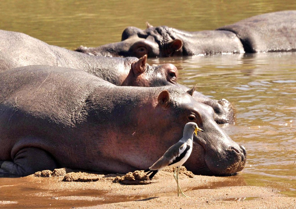 V089 Hippos with White Fronted Plover Hippos with White Fronted Plover