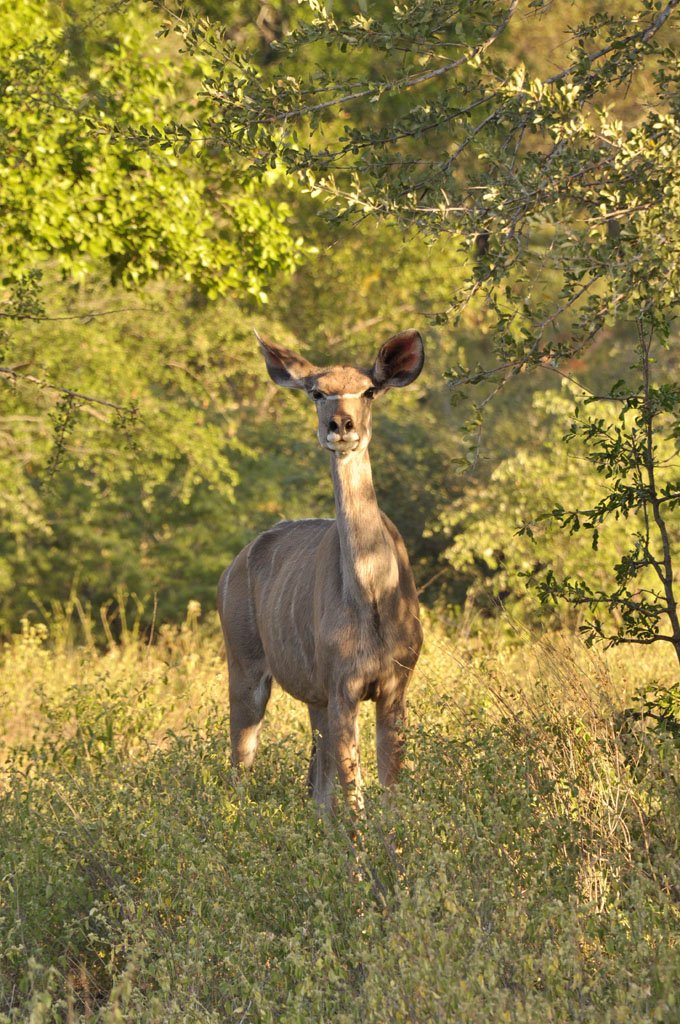 Hyena calls and Kudu family June 2015