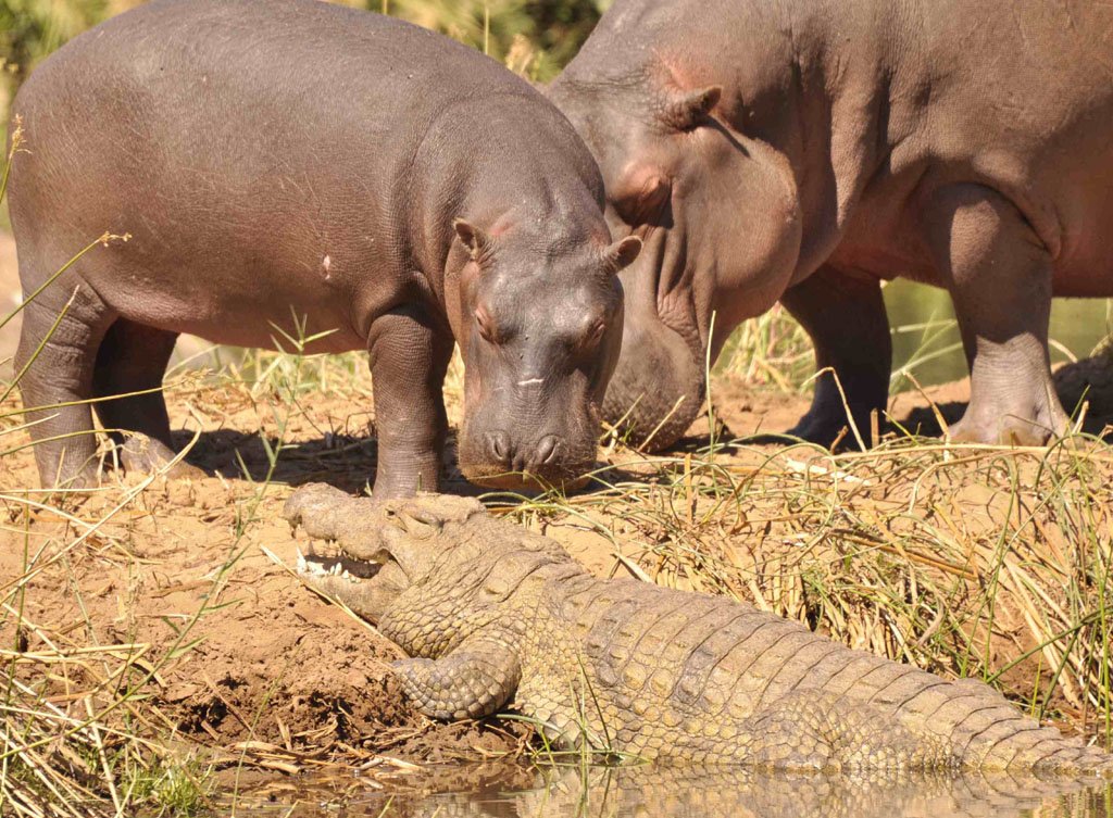 Elephants and Hippos August 2015