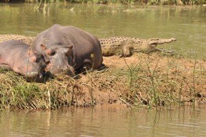 Darrow BonBon and croc